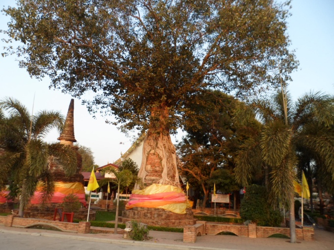 Arbre sur une tour en ruine