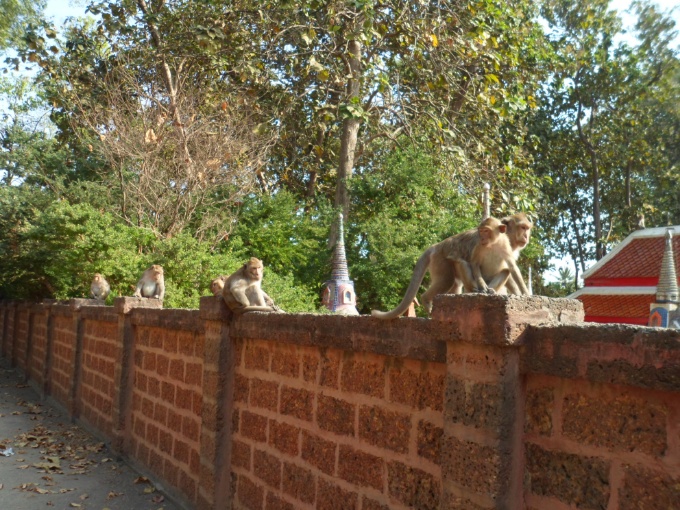 singes devant un temple