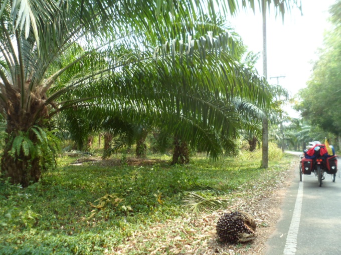 Fruit du palmier à huile