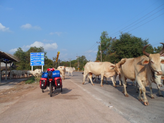 Il faut quand même laisser passer les vaches