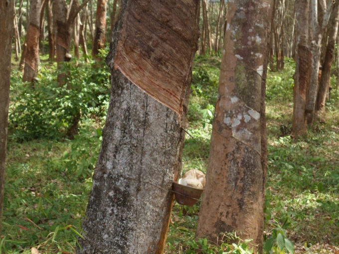 Arbre à caoutchouc