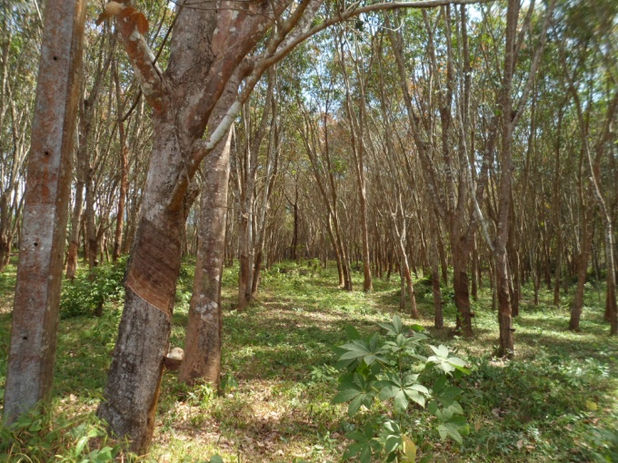 Arbre à caoutchouc