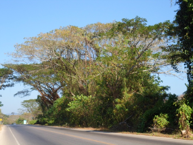 Grands arbres sur le bord de la route