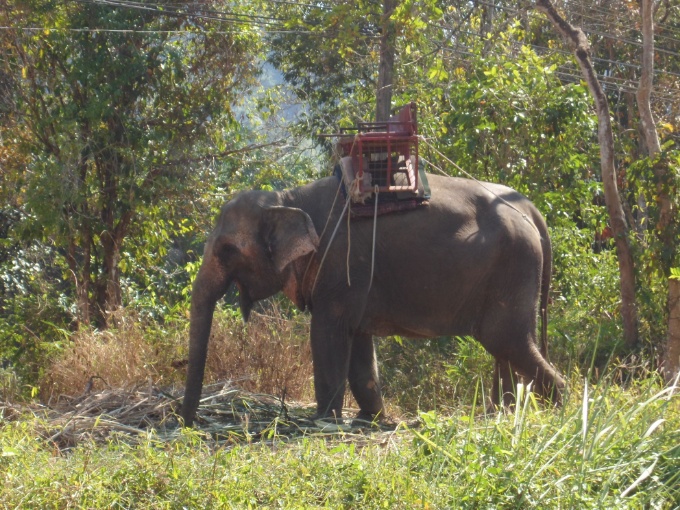 Éléphant pour promener les touristes
