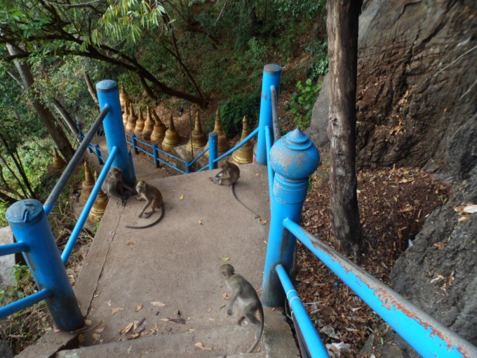 Les singes qui attendent quelques chose à chaparder