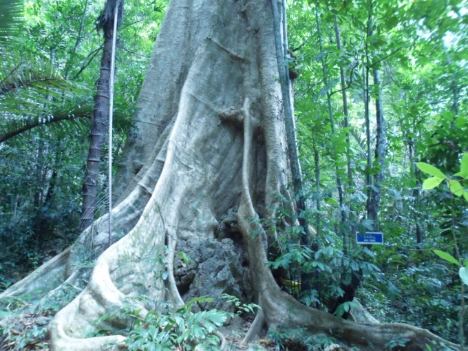 Un autre grand arbre