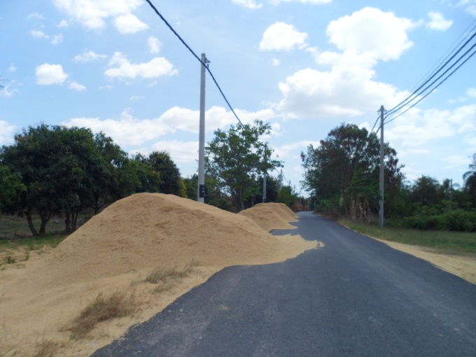 Déchets de riz qui attendent d'être étalés et brûlés.