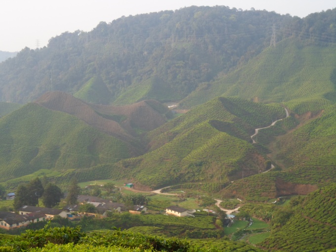 Les plantations de thé des Cameron Highlands