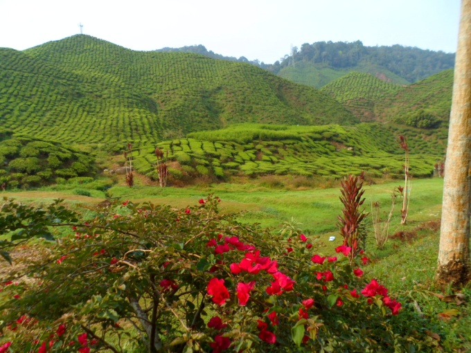 Les plantations de thé des Cameron Highlands