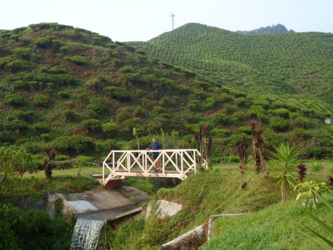 Les plantations de thé des Cameron Highlands