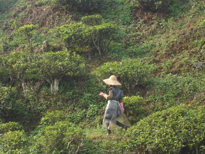 Désherbage des plantations de thé des Cameron Highlands