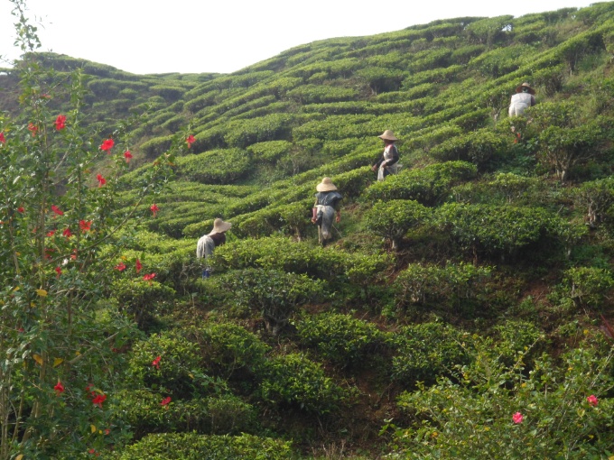 Désherbage des plantations de thé des Cameron Highlands