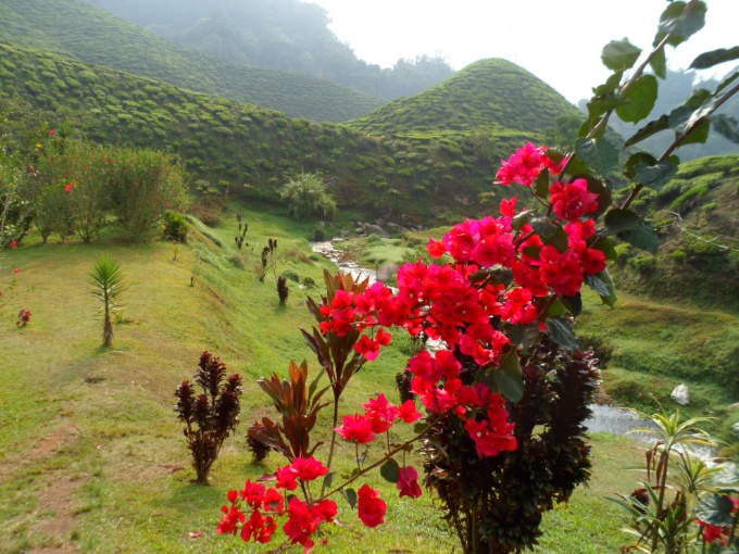 Les plantations de thé des Cameron Highlands