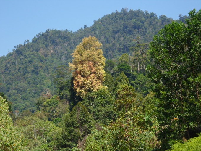 Sur la route entre Gua Musang et Dabong