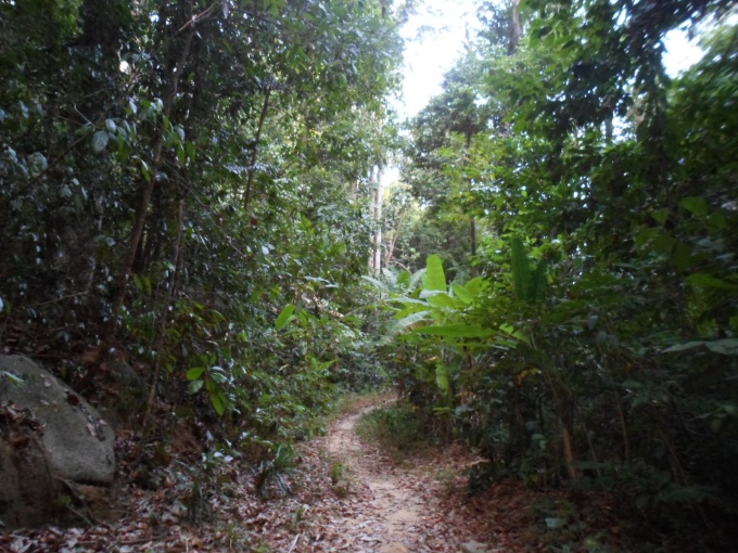 Un sentier dans la jungle