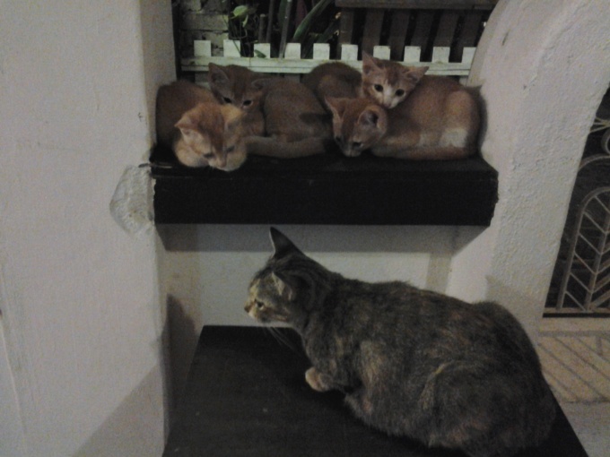 Les chats sont heureux en Malaisie aussi (ceux de la guesthouse)
