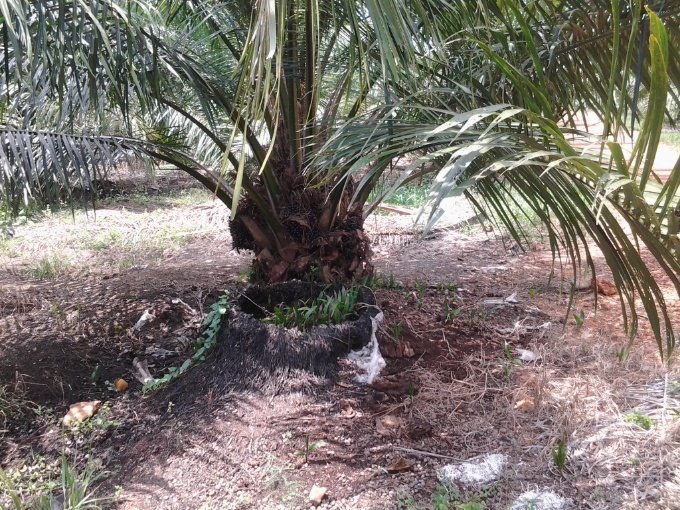 Nouvelle plantation de palmiers à huile. Les anciens arbres n'ont pas encore totalement disparu.